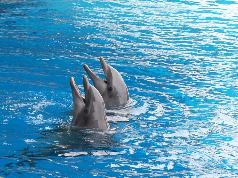 Dolphines