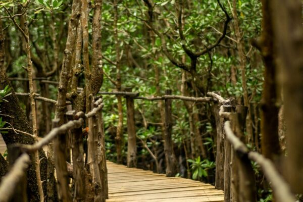 5-Day Southern Zanzibar Hidden Gems Experience