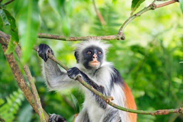 1-Full-Day Discovery: Spice Farm, Jozani Forest & Sunset at Michamvi